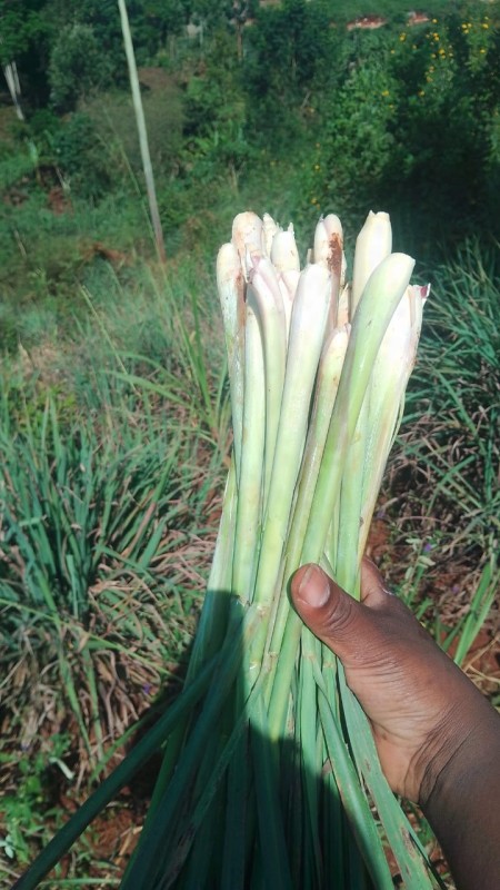 Lemongrass from Kenya